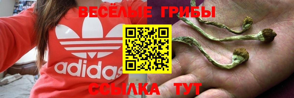 Псилоцибиновые грибы прущие грибы  Псилоцибиновые грибы Psilocybe  Кимовск  Вход с VPN 